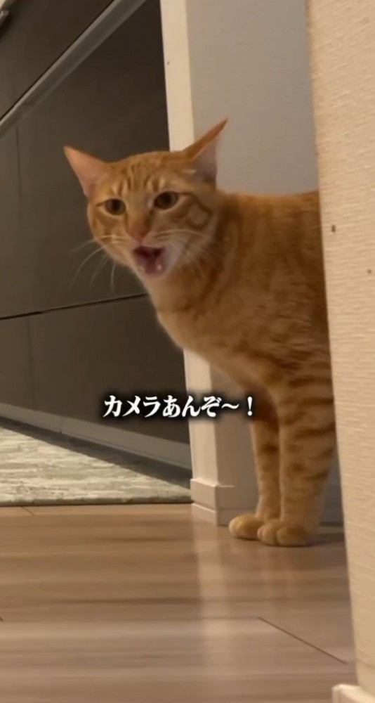 口を開ける猫