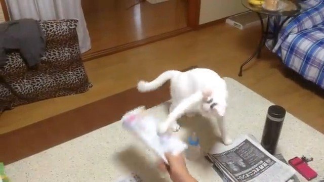 新聞に手を伸ばす猫