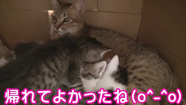 子猫たちに授乳する母猫