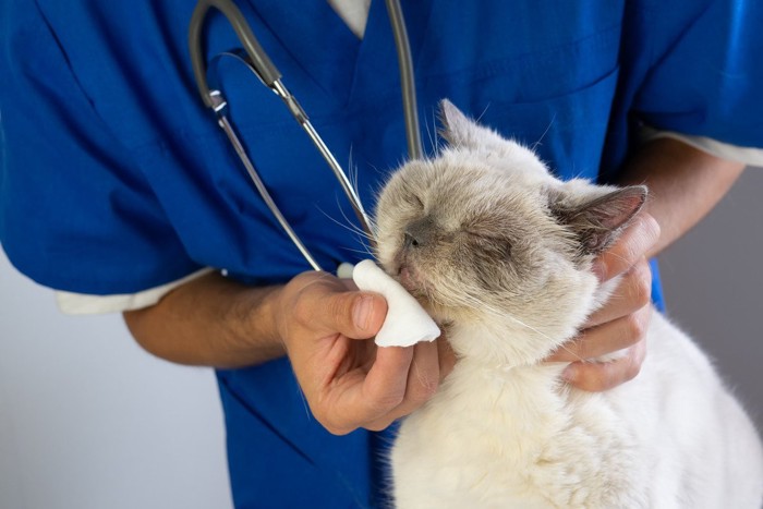 獣医に鼻を拭かれる猫