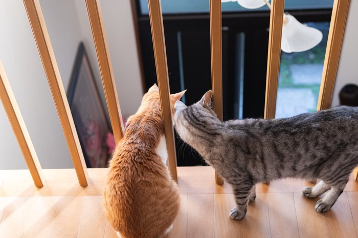 玄関を覗く猫2匹
