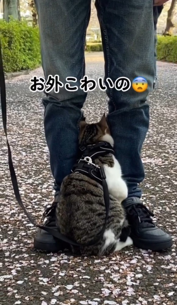 男性の足の間に入る猫「お外こわいの」の文字