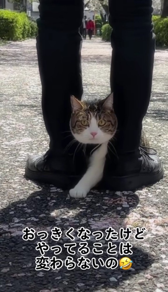 男性の足の間の猫3
