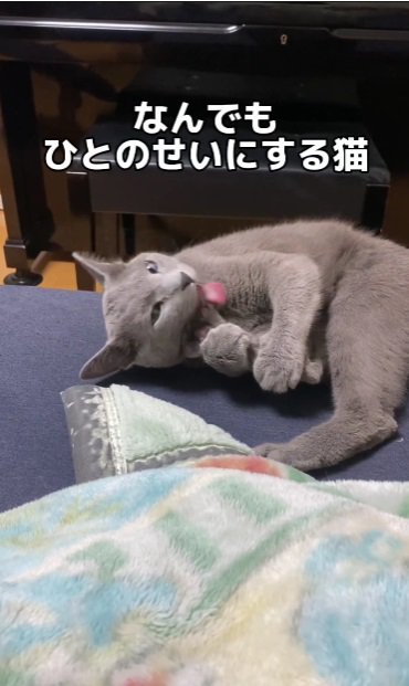 毛づくろいする猫