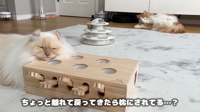 飽きた猫