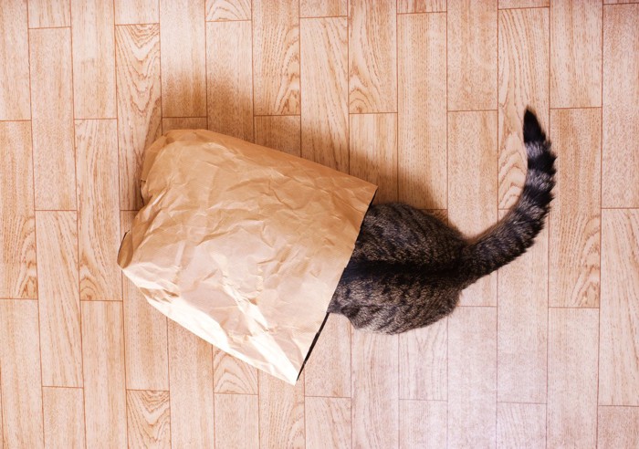 紙袋に頭を入れる猫