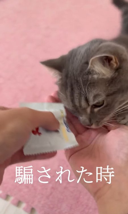 おやつがあると思って飼い主さんの手を見つめる猫