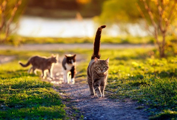 公園を歩く猫たち
