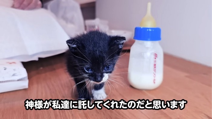 立ち上がった子猫