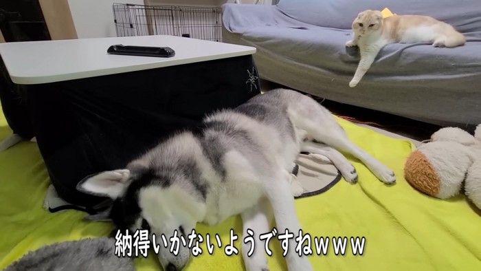 犬を見る猫