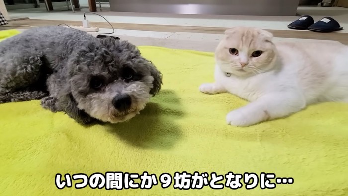 並ぶ犬と猫