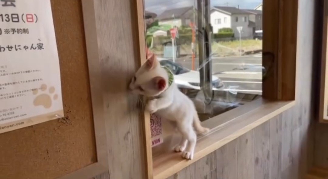 窓枠にいる子猫
