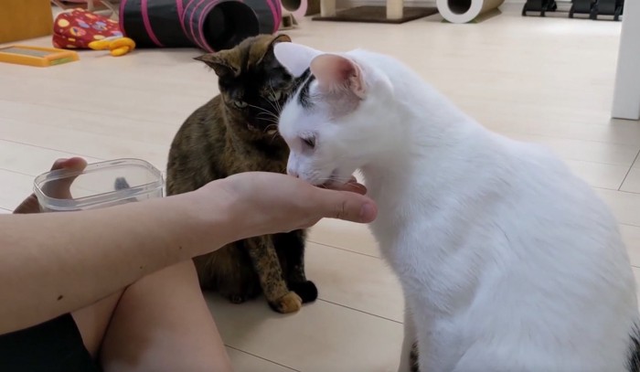 手からおやつを食べる猫