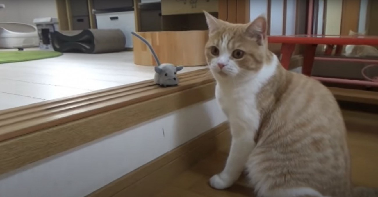 ネズミのおもちゃの横でお座りする猫