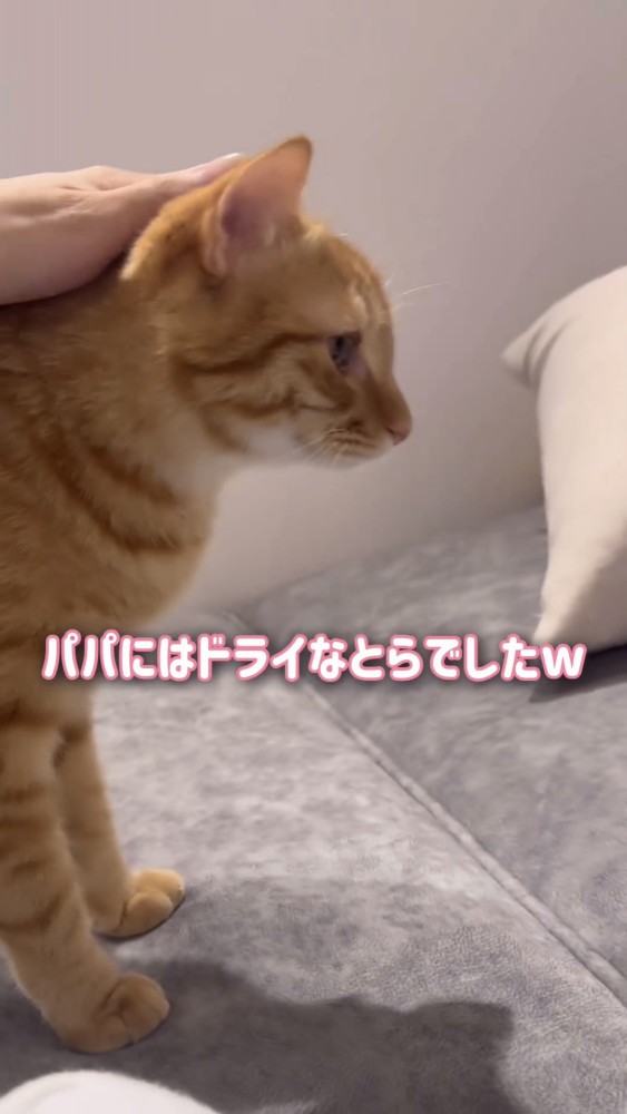 頭を撫でられる猫