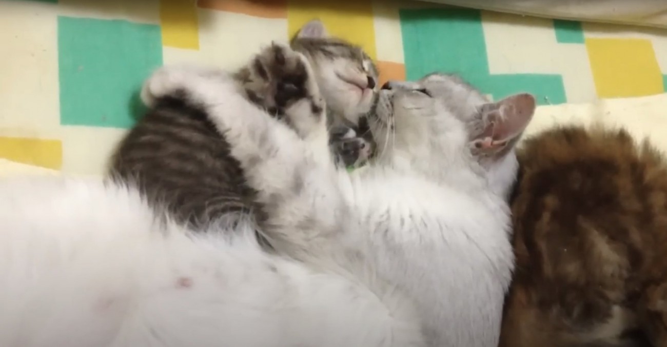 子猫の体の上で手をグーパーしながら眠る白い母猫