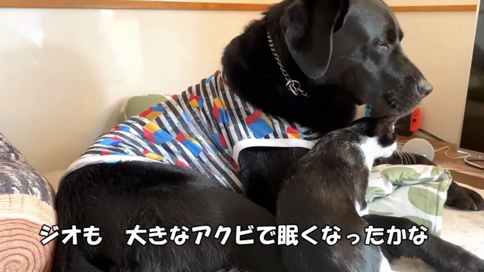 犬と猫の添い寝％%ジオくんと添い寝