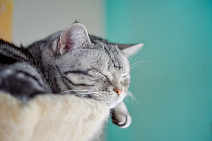 眠るサバトラ猫