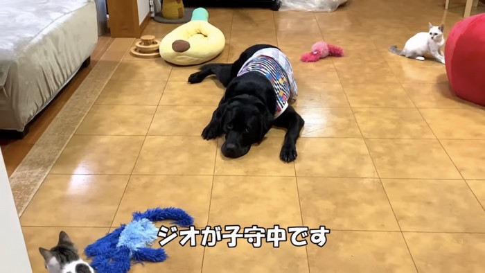 子猫たちと犬