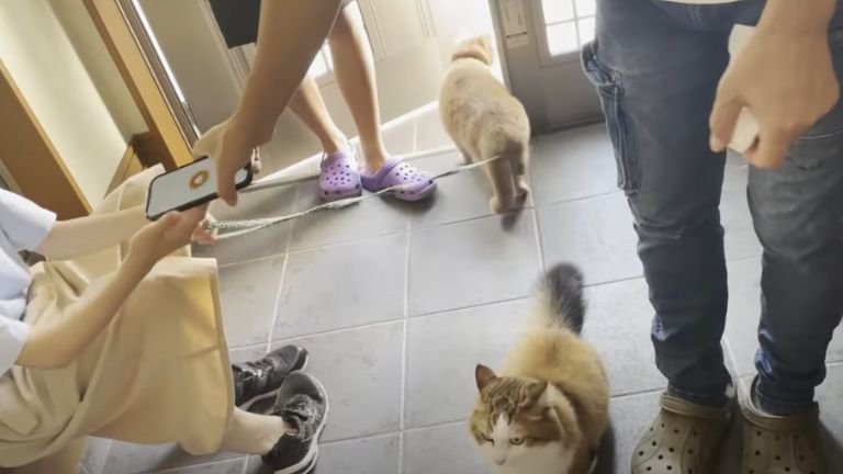 玄関にいる人間と猫たち