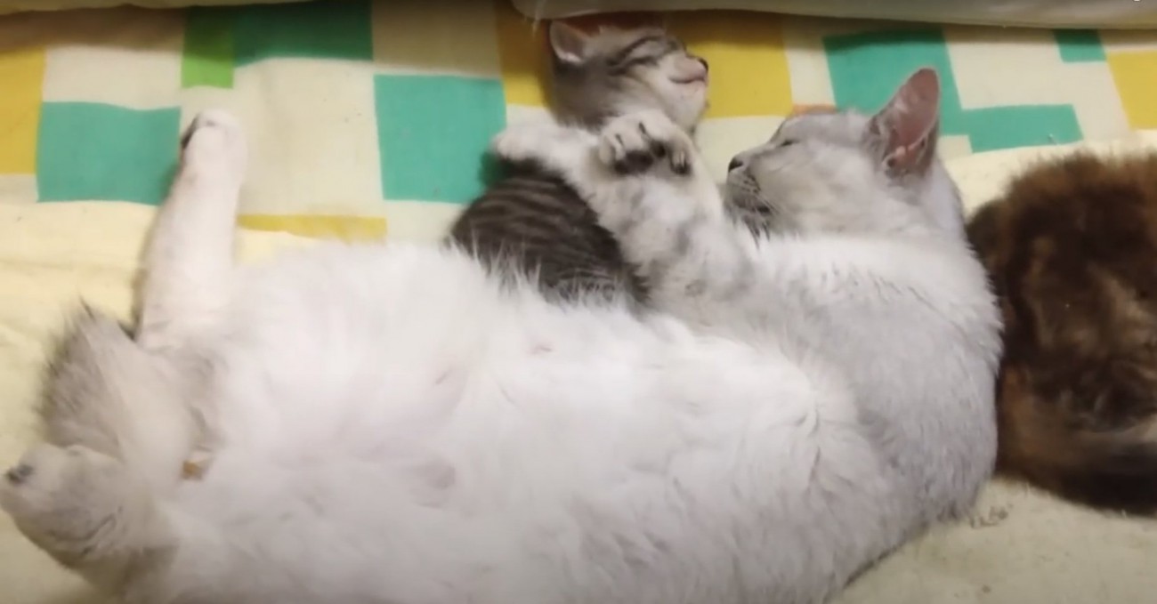 子猫の肩に左手を置いて眠る母猫