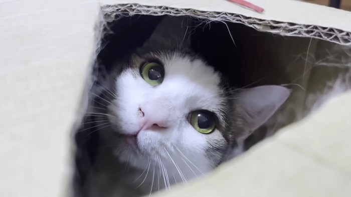 箱の中から覗くブチ猫