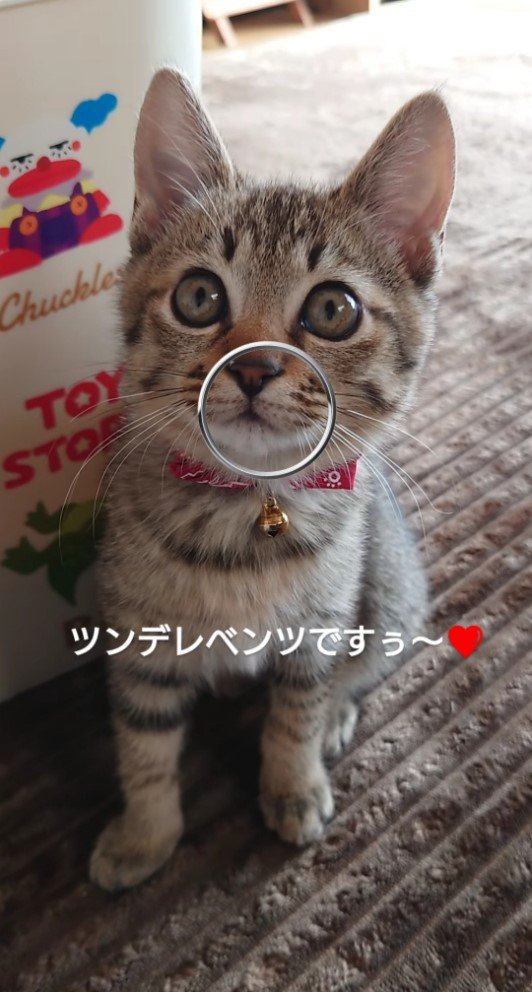 子猫と「ツンデレなベンツですぅ」の字幕