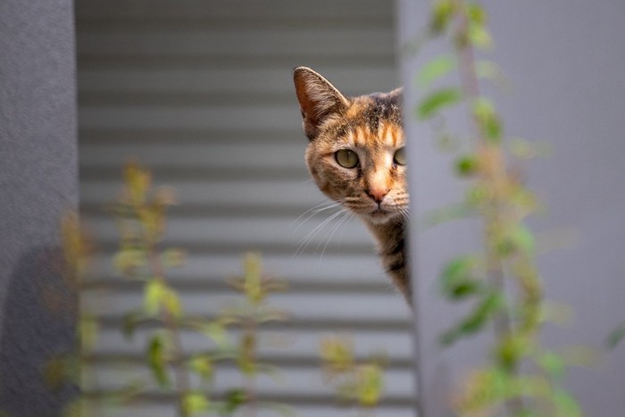 警戒している猫