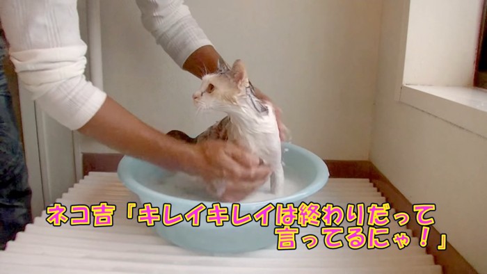 体を洗われる猫の横顔