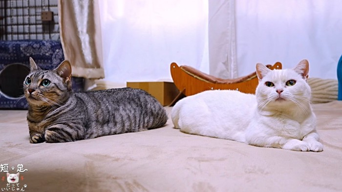 白猫と縞模様の猫