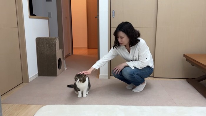 頭をなでられる猫