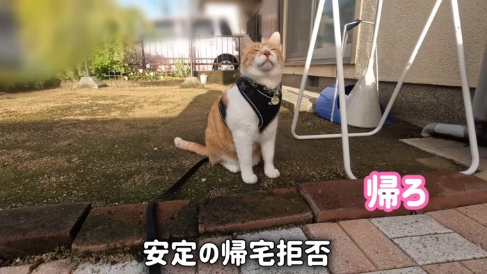 座って目を閉じる猫