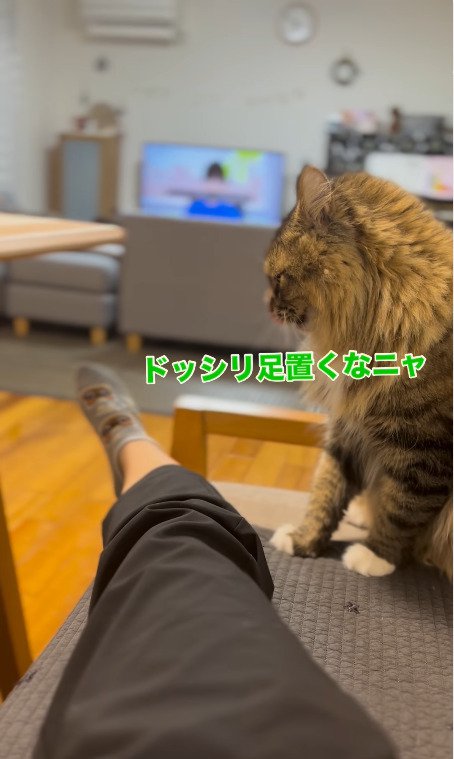 飼い主さんの足を睨みつける猫