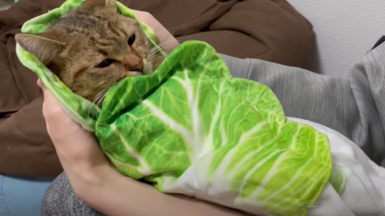 白菜のおくるみに包まれ抱っこされている子猫