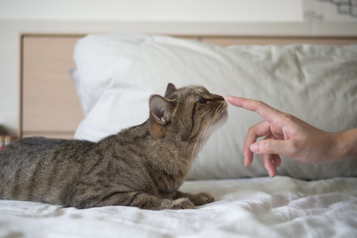 指先の匂いを嗅ぐ猫