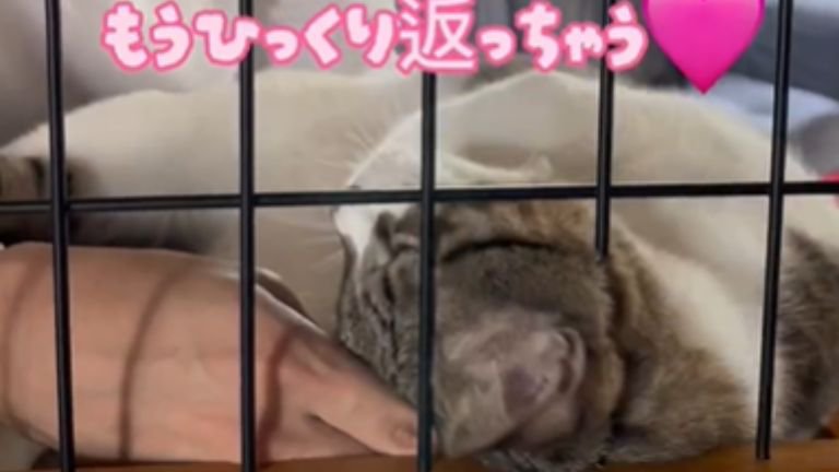 男性に撫でられひっくり返っている猫