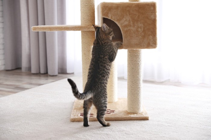 キャットタワーのボックスをのぞく猫