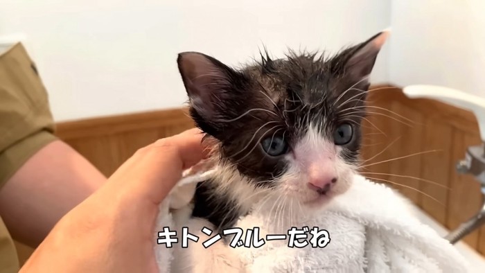 子猫の顔