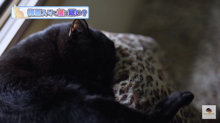 黒猫の寝顔アップ
