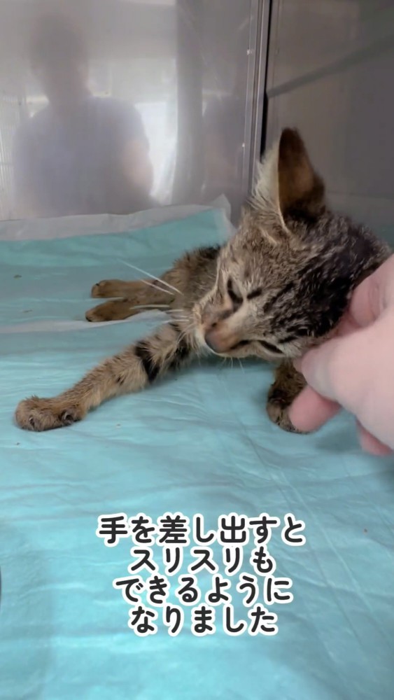 手に頭をこすりつける子猫