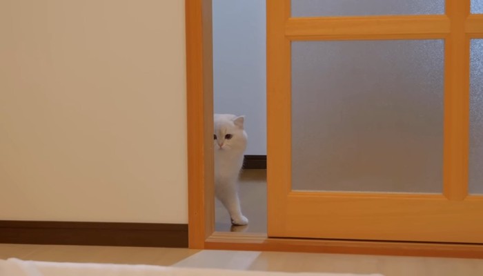 ドアの隙間から覗く猫