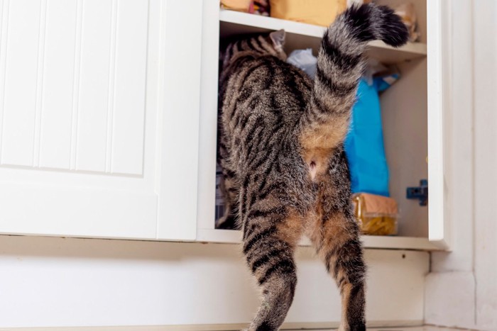戸棚に侵入する猫