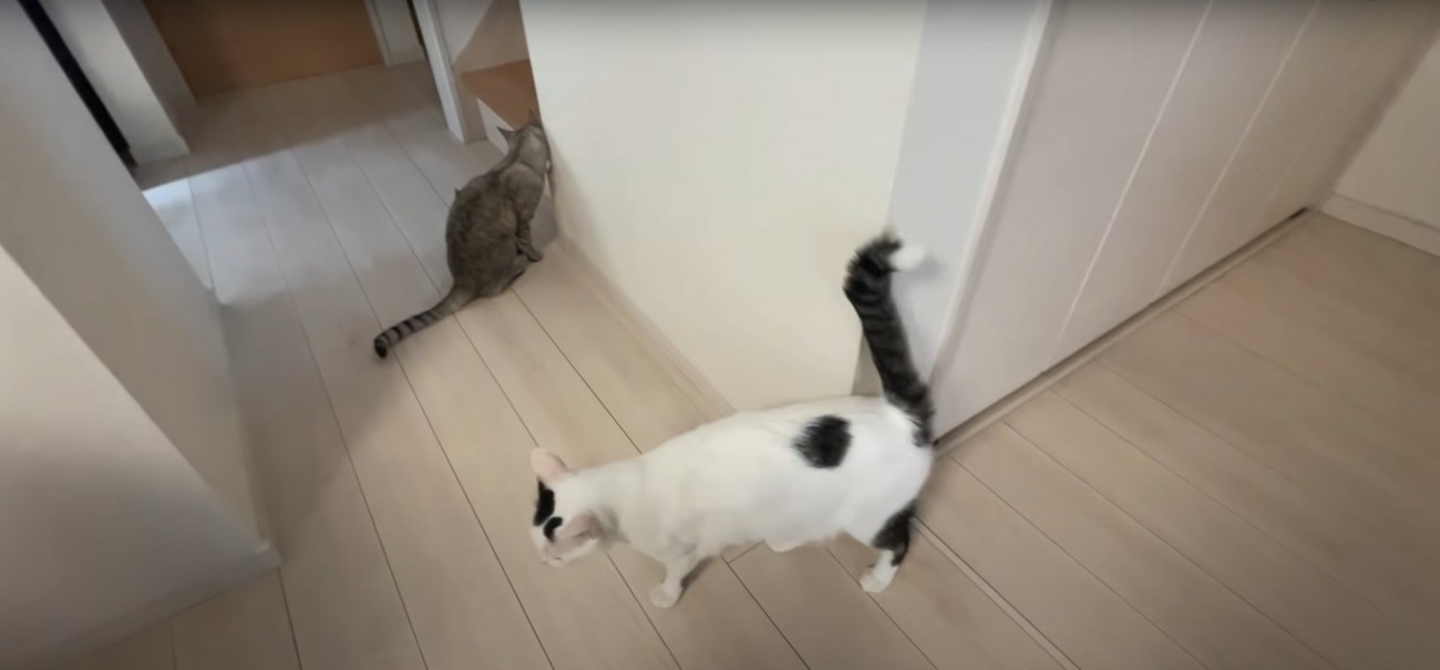 壁に顔を擦り付ける2匹の猫