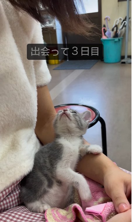 飼い主さんを見上げる猫