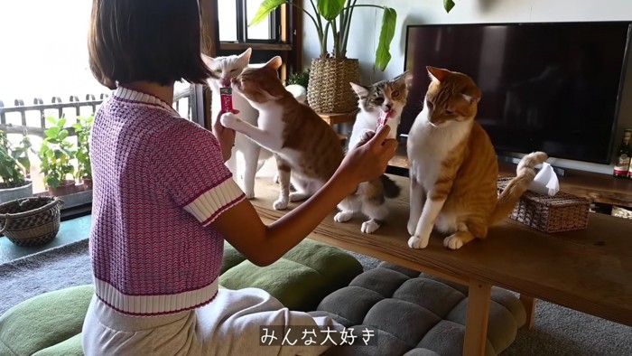 4匹の猫におやつを与える女性
