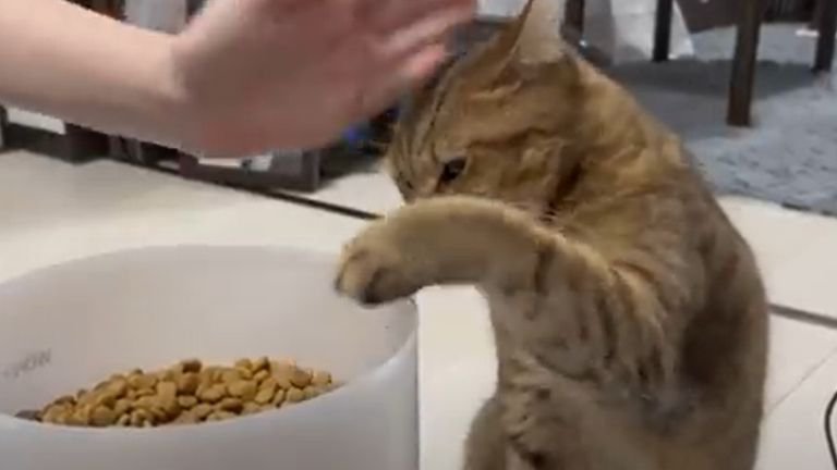 自動給餌器に手を伸ばす猫