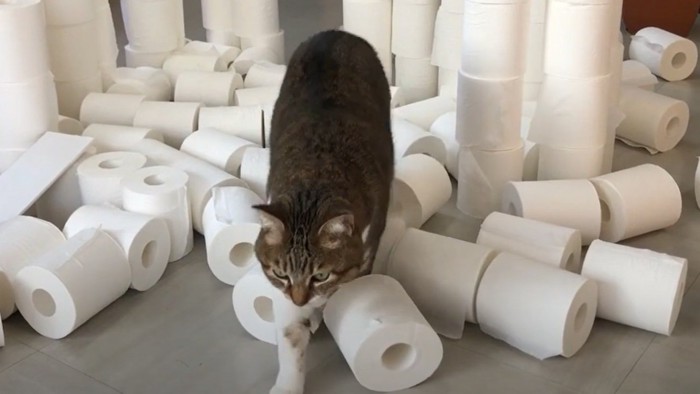 トイレットペーパーの山の中央を歩く猫