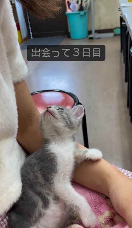 飼い主さんを見つめる猫