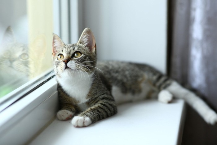 窓際のイケメン猫