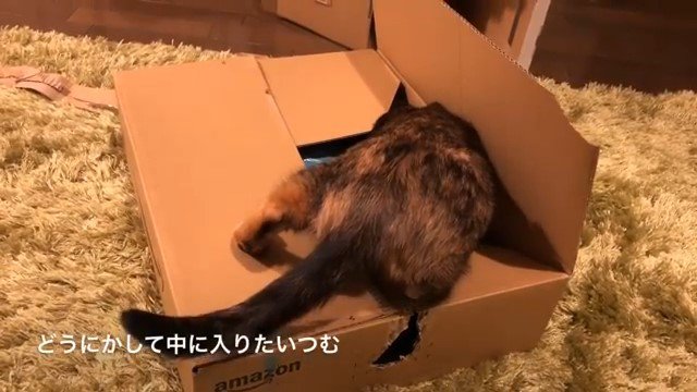 段ボールに入ろうとする猫